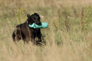 Hund mit Dummy