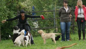 Welpen Kurs Hundeschule_ Hof Holstein